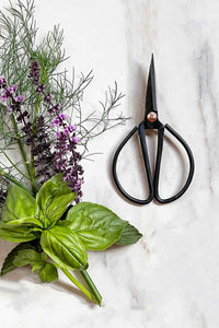 A pair of steel pruning shears / bonsai scissors next to a bouquet of garden herbs.
